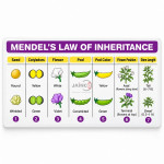 Mendelian Inheritance (Mendel's Second)
